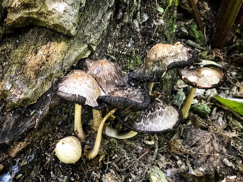 Mushroom stand