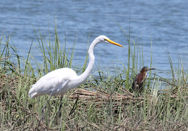 Great Egret and Green Heron combo