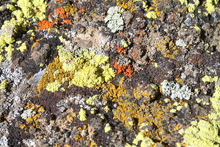 Lichen at Fort Rock | Steve Sullivan | Flickr