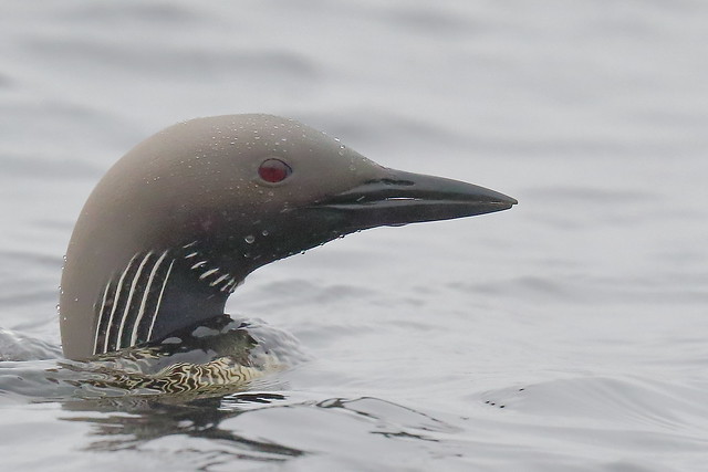 Black-throated Loon or Diver (Gavia arctica)