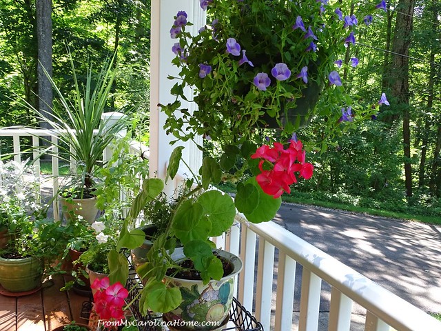 July in the Garden at FromMyCarolinaHome.com