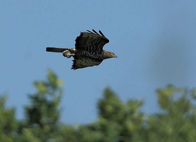 Honey Buzzard ( Pernis apivorus) with honeycomb, a bit distant  but always nice to see !