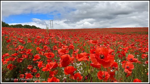 beautiful flowers red scenery landscape stourportonsevere burlishtop worcestershire english england poppyfield poppies poppy