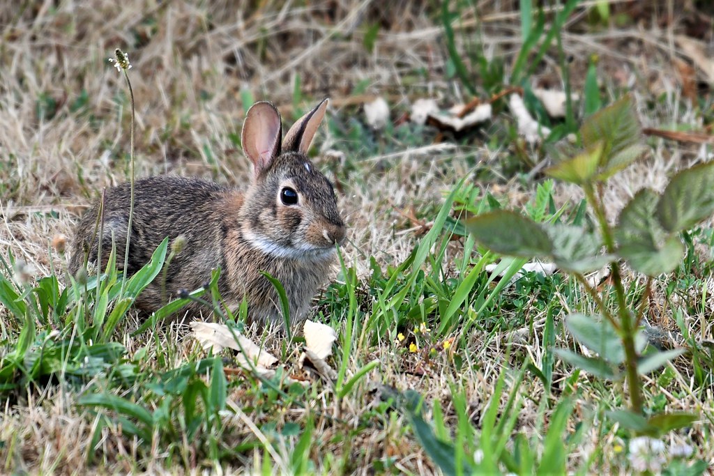 Young rabbit along the dyke