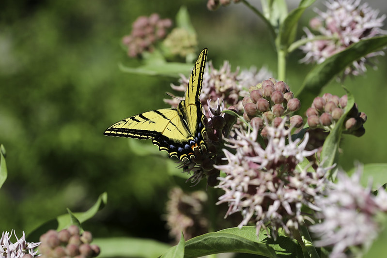 2019 7 2 - Milkweed and Swallowtail - 9S3A8795