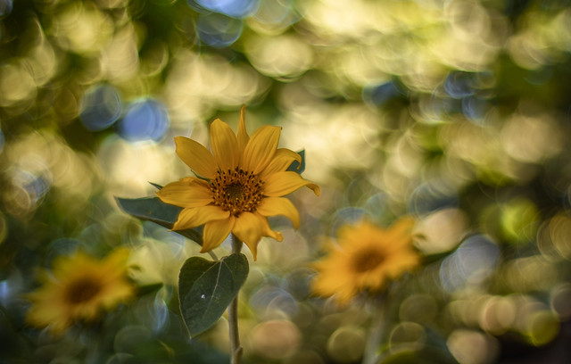 Sunflower 🌻  🌞