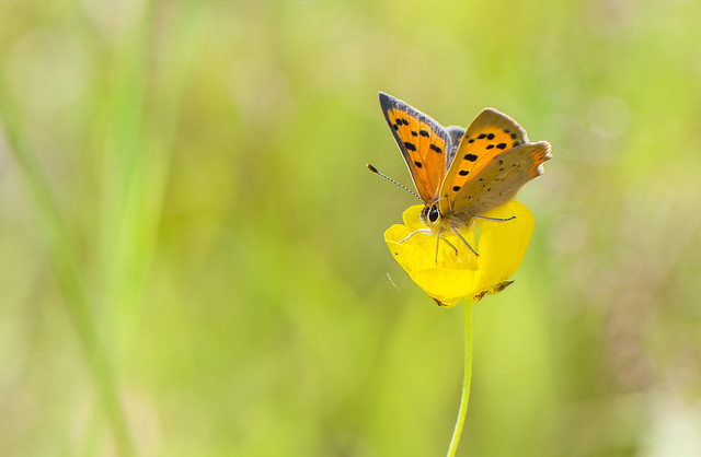 Small Copper and Buttercup
