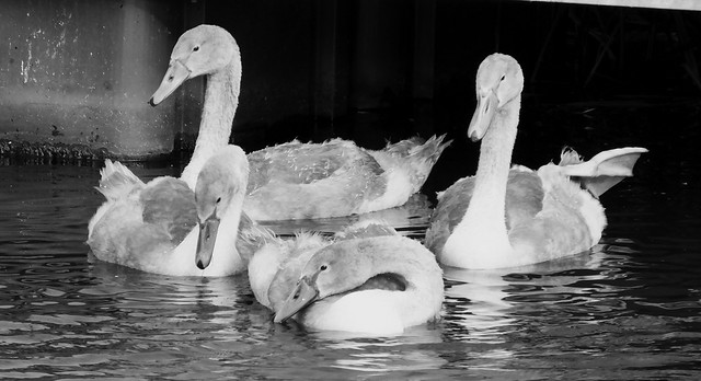 The Swan Family 010