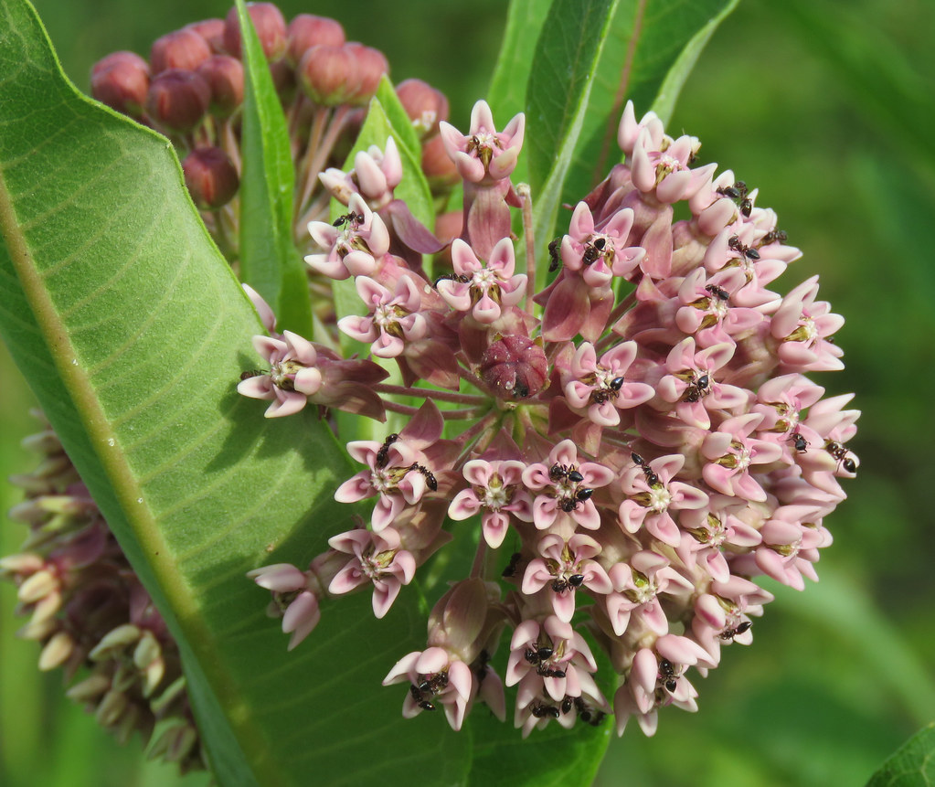common milkweed covered with ants