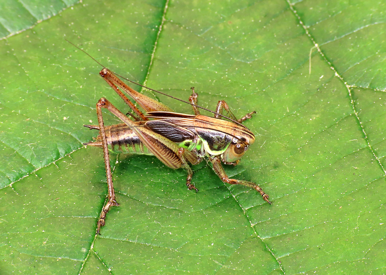 Roesel's Bush-cricket - Metrioptera roeselii