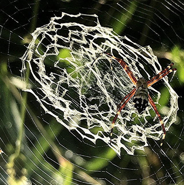 The elaborate weavings of an Orb Spider