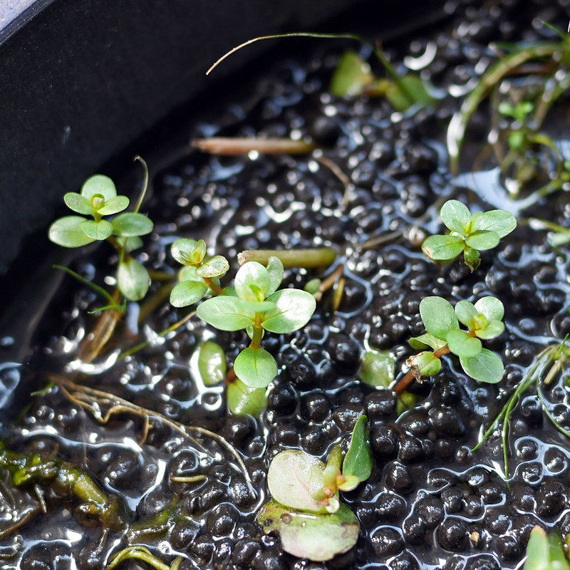 グリーンロタラ ロタラ ロトンディフォリア ビオトープ 水生植物 キカシグサ