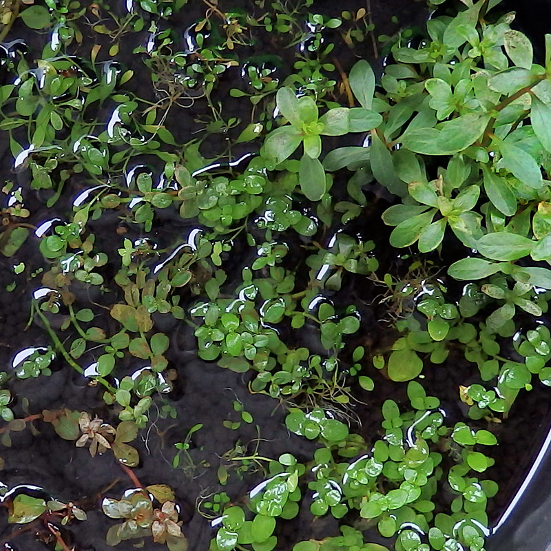 グリーンロタラ ロタラ ロトンディフォリア ビオトープ 水生植物 キカシグサ