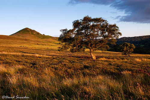 davidsnowdonphotography canoneos80d landscape hawnbyhill northyorkshire northyorkmoors moors hill trees grass evening summer