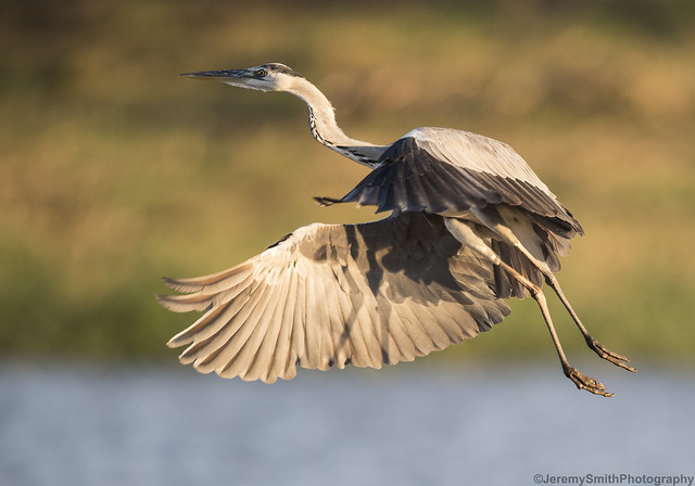 Grey Heron, Ardea cinerea, Msuna Fishing Resort, Zambezi River, Zimbabwe