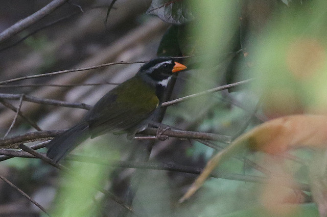 Orange-billed Sparrow - Arremon aurantiirostris - Aguirre, Puntarenas, Costa Rica - June 14, 2019
