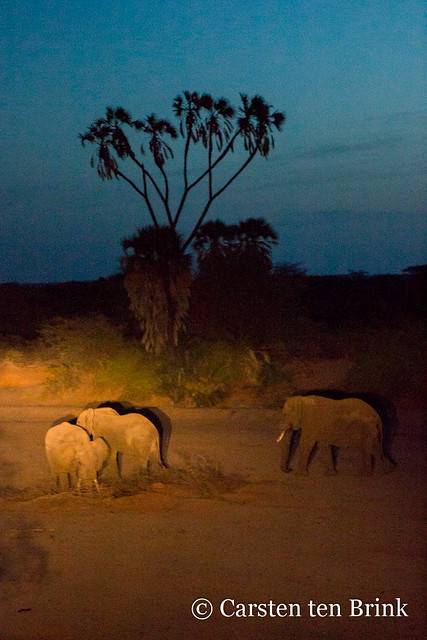 Elephants in the evening