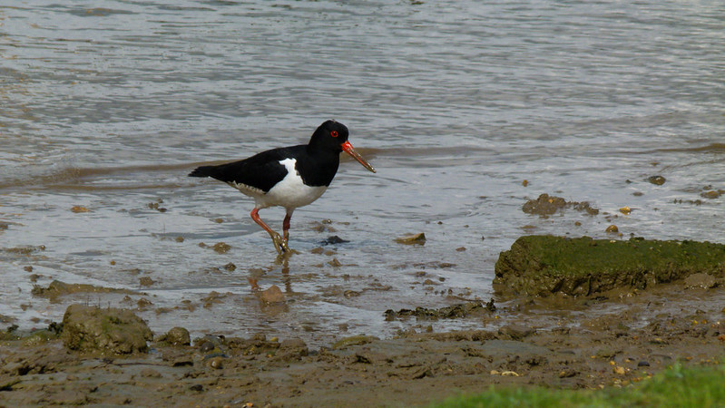 Oystercatcher, River Blyth