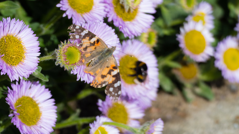 Painted ladies everywhere