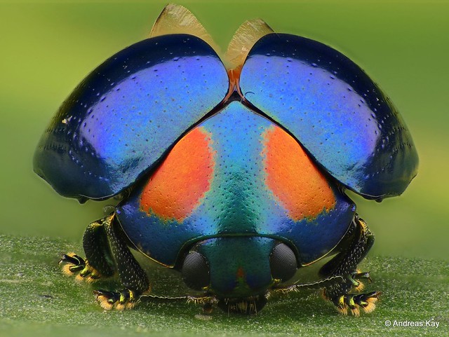 Pretty Beetle