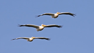 Great White Pelican - Pelecanus onocrotalus | by jaytee27