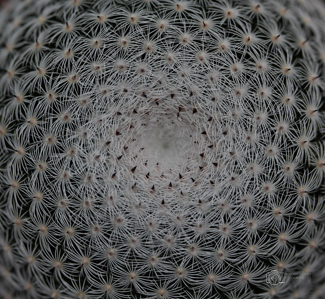 Kaktus Symmetricus