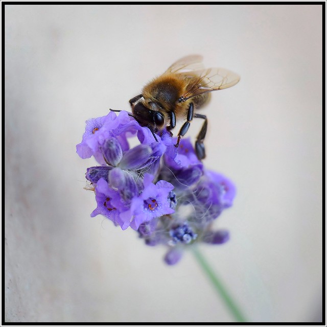 jardin - abeille sur la lavande