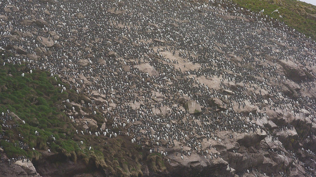 common murre (mostly)