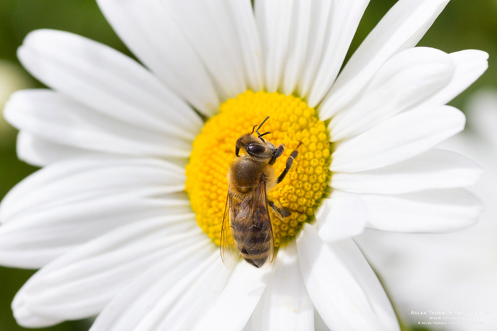 Bee on Oxeye daisy