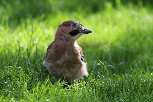 Juvenile Jay  (2 of 4)