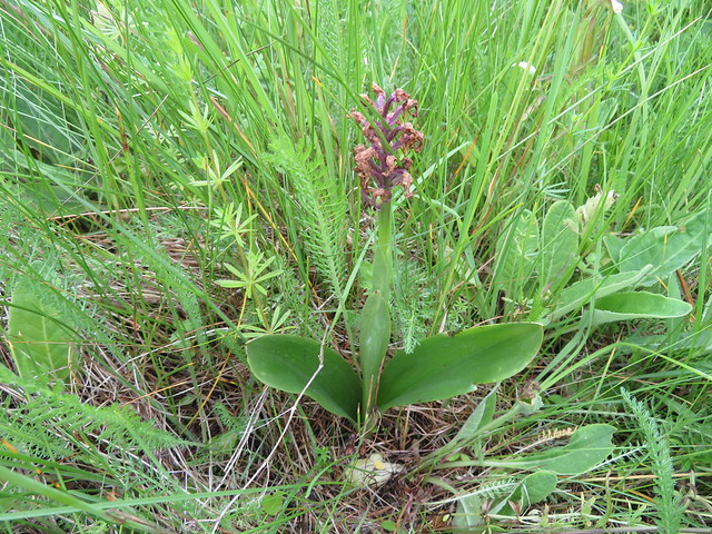 Käopõll / Listera ovata / Common twayblade