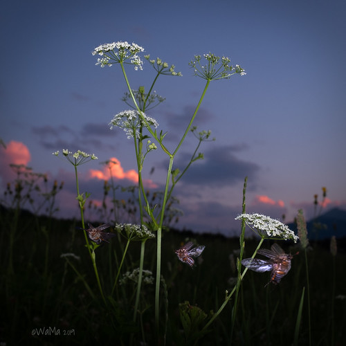 natur beatle käfer dusk flowers evening strobe blitz flash
