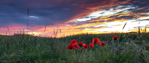 sunset 2351 widescreen flowers flora wildflowers poppies salisburyplain amesbury landscape sonya3000 sigma2470