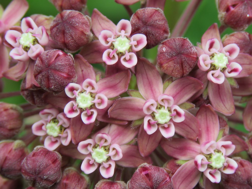 close-up of common milkweed
