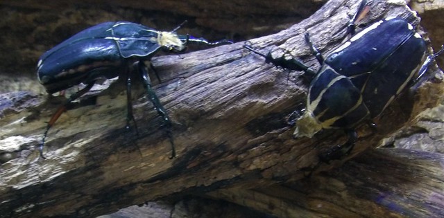 70219-47, African Beetles