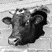 Male calf pokes his head through a hole in the wall of his stable. In Gavalas, municipality of Kymis