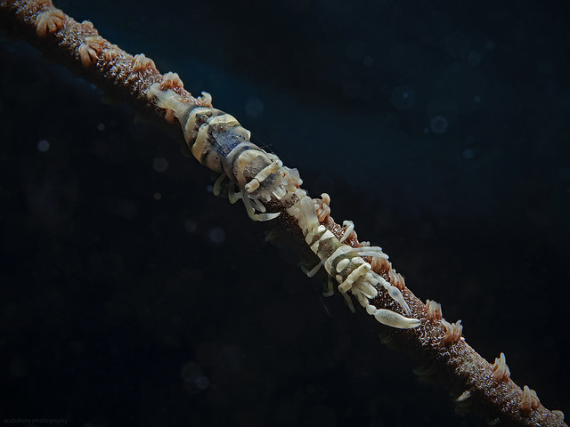 Anker`s Whip coral shimp (Pntonides ankeri)