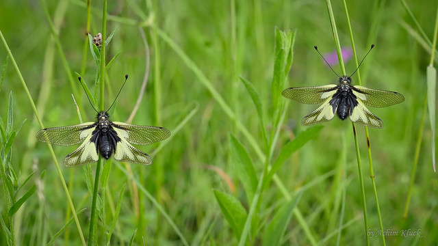 Zwei auf einen Streich - Libellen-Schmetterlingshaft (Libelloides coccajus)
