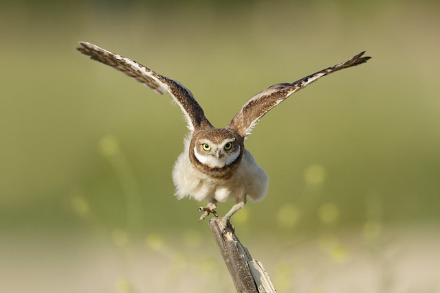 Burrowing Owl at play
