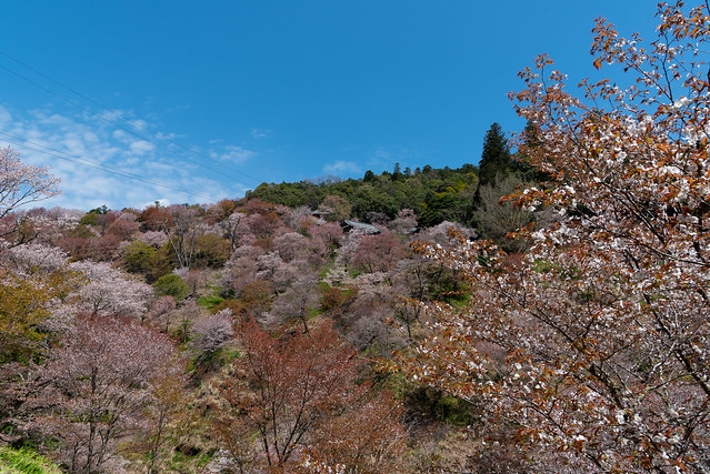 吉野山の桜2019-18