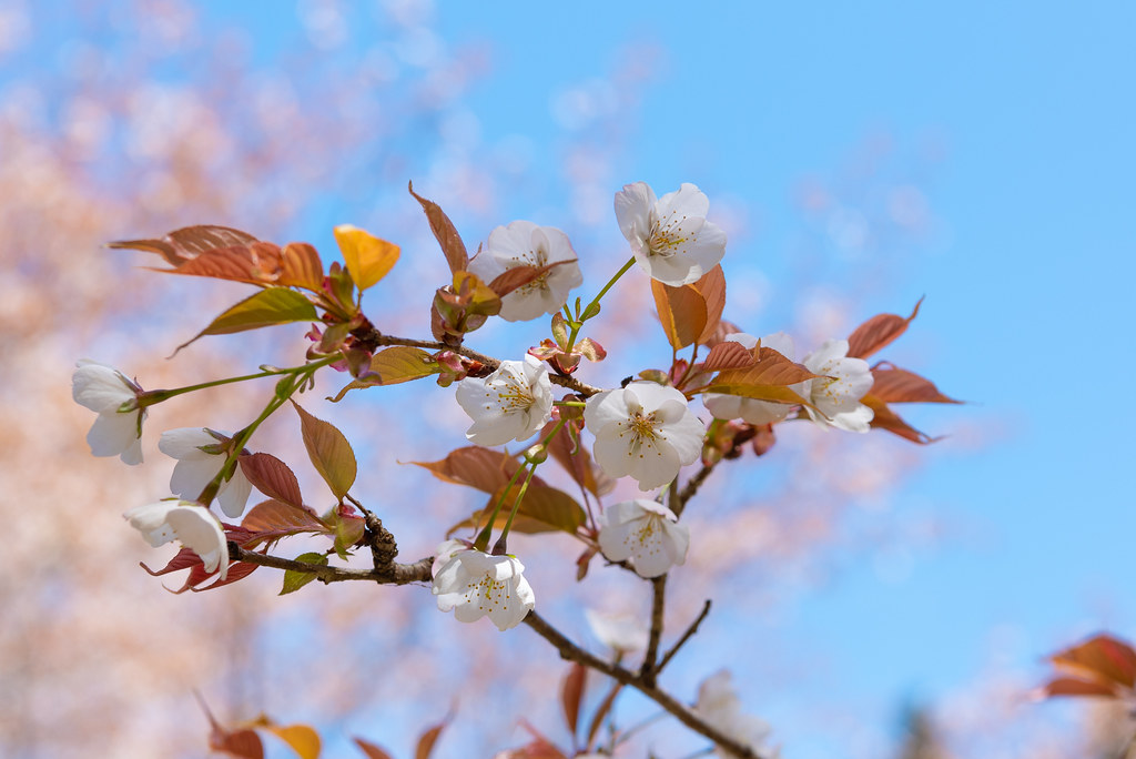 吉野山の桜2019-12