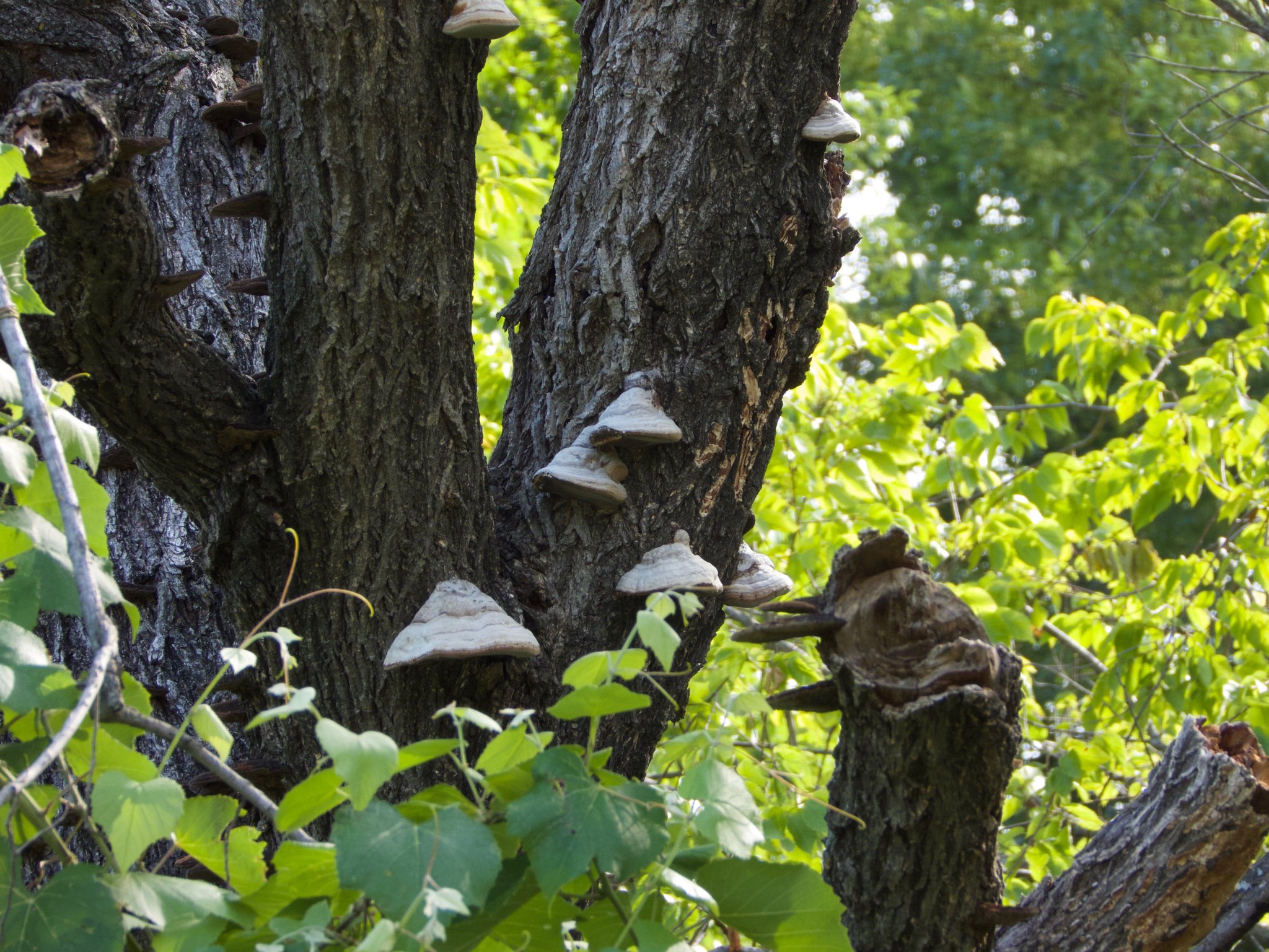 Woodear Mushrooms