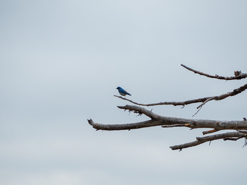 Mountain blue bird in Vedauwoo