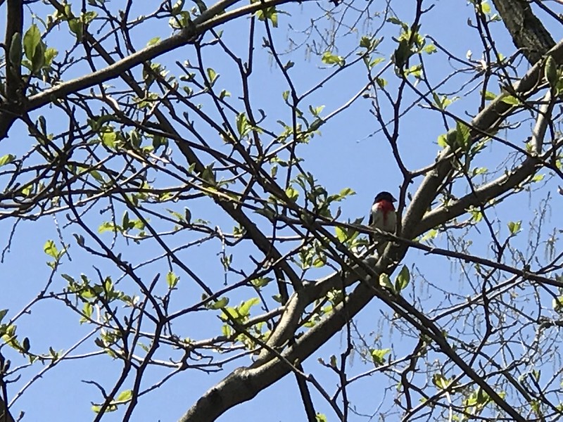 Rose-breasted grosbeak at the Schoolhouse Shop