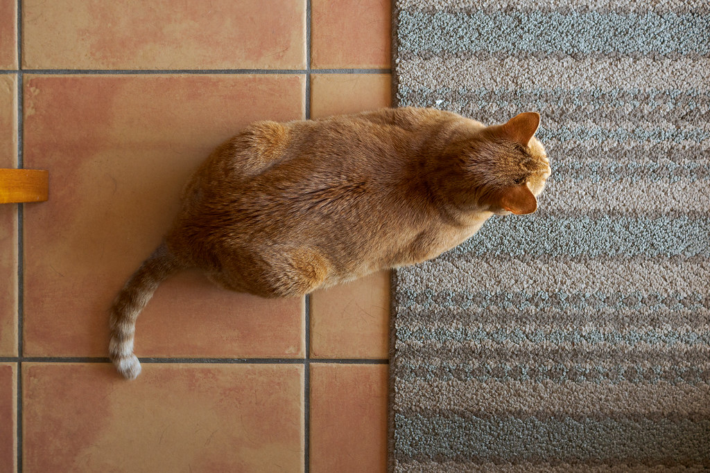 Our cat Sam resting half on the tile and half on a rug at our rental house in July 2018