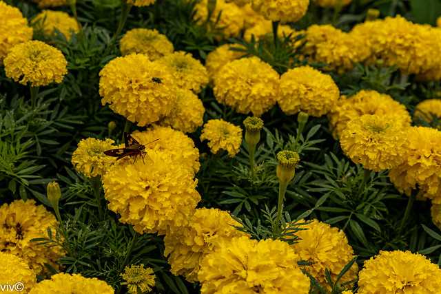 Lovely yellow Marigolds in bloom with insect visitor