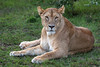Image: Cheli Pride Lioness at Rest