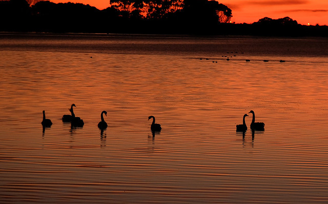 Light before sunrise Avon - Heathcote estuary - black swans