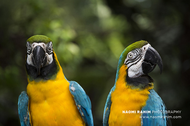 Macaws - Jurong Bird Park, Singapore