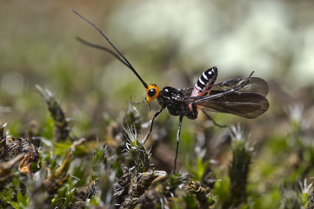 Braconinae wasp